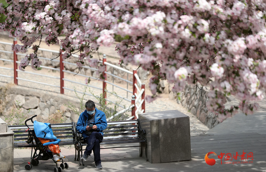 赏花季|兰州小西湖：西湖之畔花正好 海棠依旧笑春风（组图+视频）