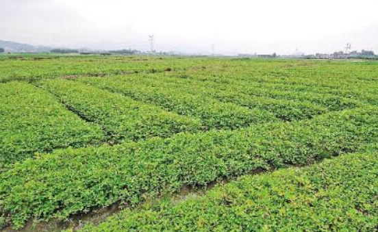 甘肃将从十方面推进中医药健康甘肃建设