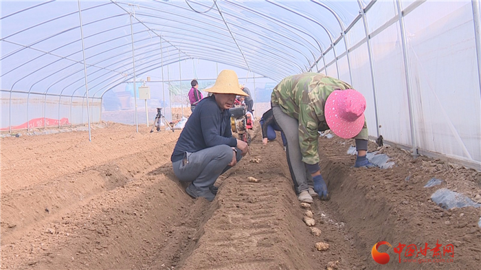 【甘肃省决战决胜脱贫攻坚】兰州榆中：种姜趟出致富路