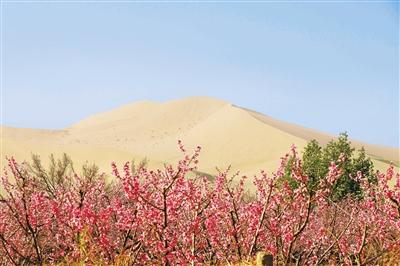 鸣沙山下桃花开 乡村振兴画卷美