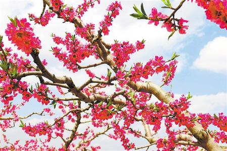 天水秦安：春来到 花枝俏