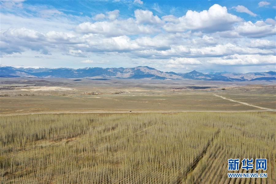 （环境）（4）新疆阿勒泰：戈壁滩上育树苗 中水回用助力绿化工程