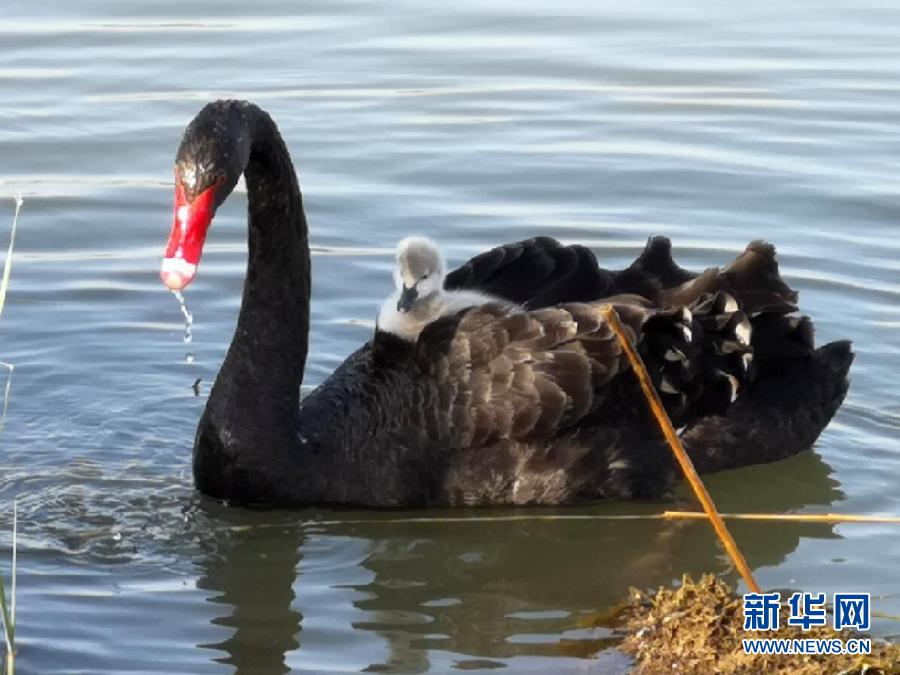 萌化了！黑天鹅宝宝出窝“游湖”