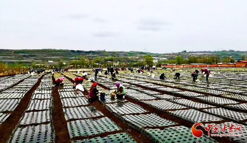 【甘肃省决战决胜脱贫攻坚】临夏县：高原夏菜种植托起群众“致富梦”（图）