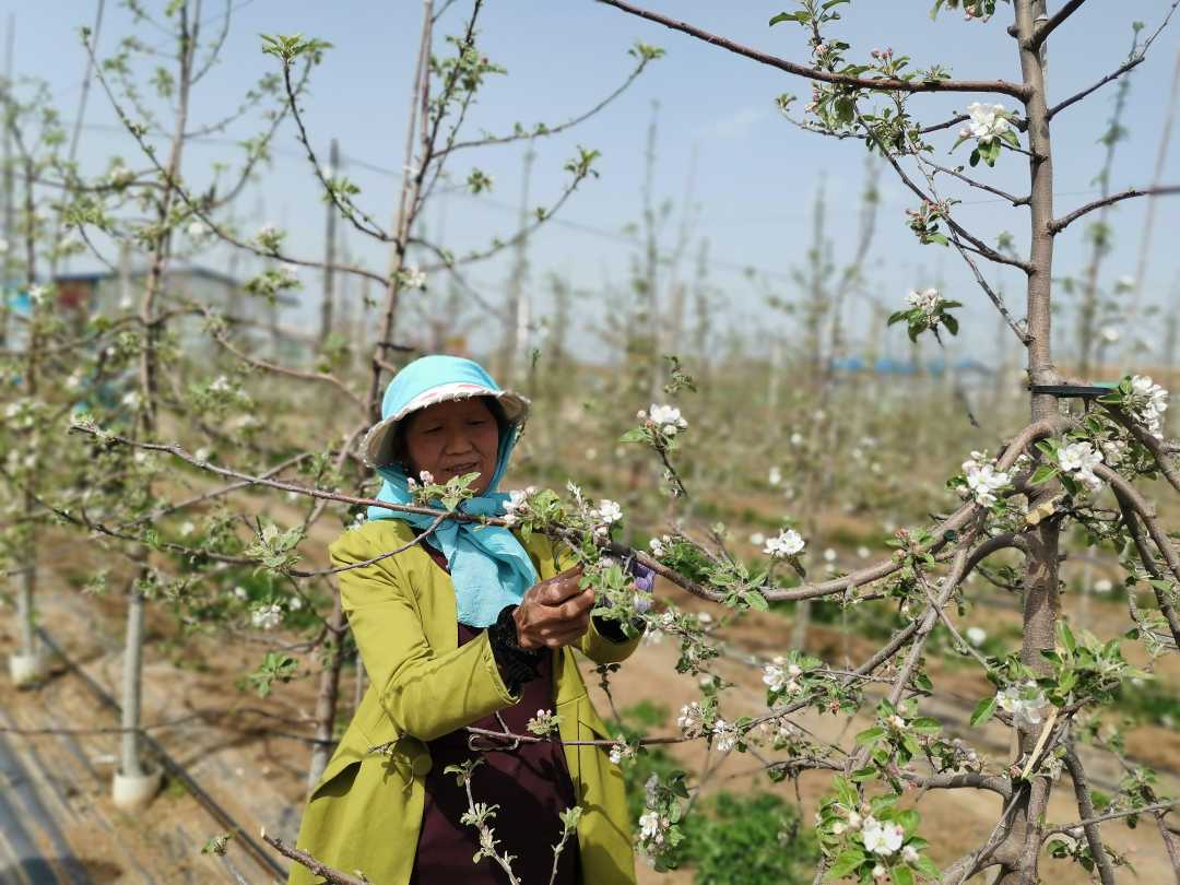 甘肃平凉灵台县：“红娘”搭桥 劳务输转助脱贫