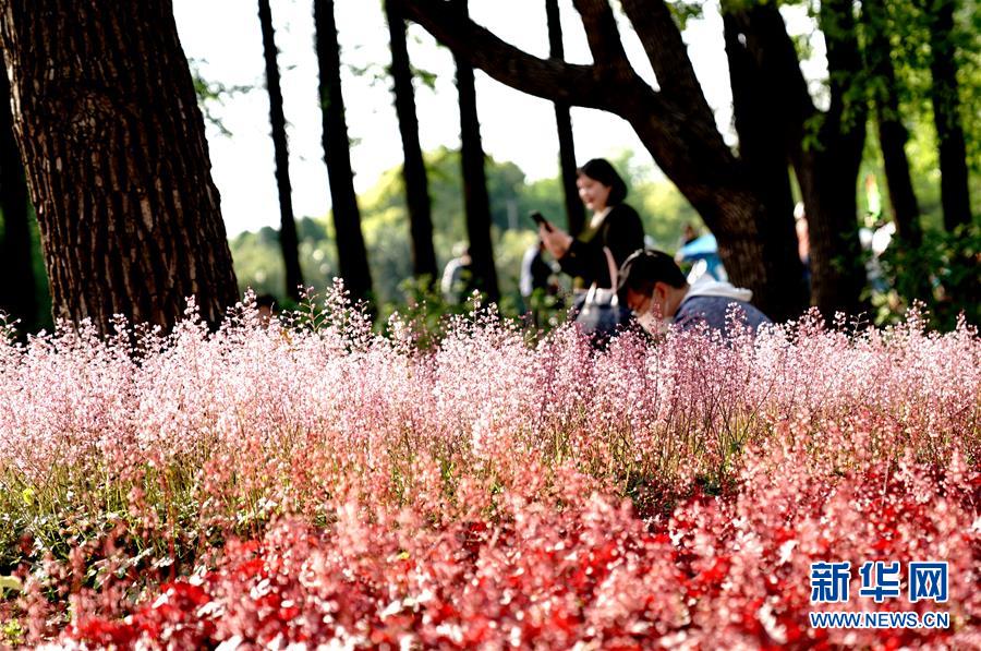 （社会）（3）2020上海（国际）花展开幕