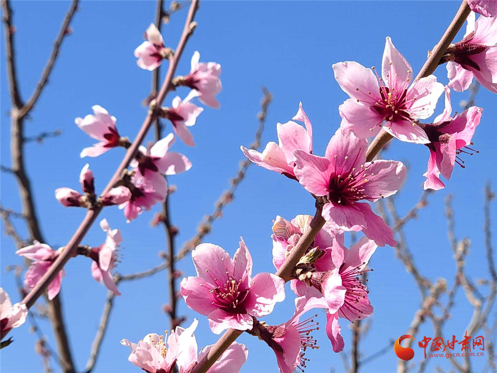 最美凉州四月天 桃花儿红来杏花儿白（组图）