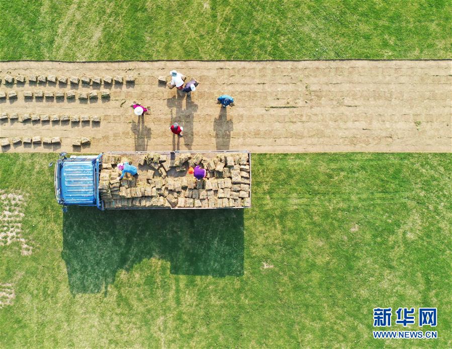 #（经济）（3）江苏泗洪：发展草坪种植 帮助农民家门口就业