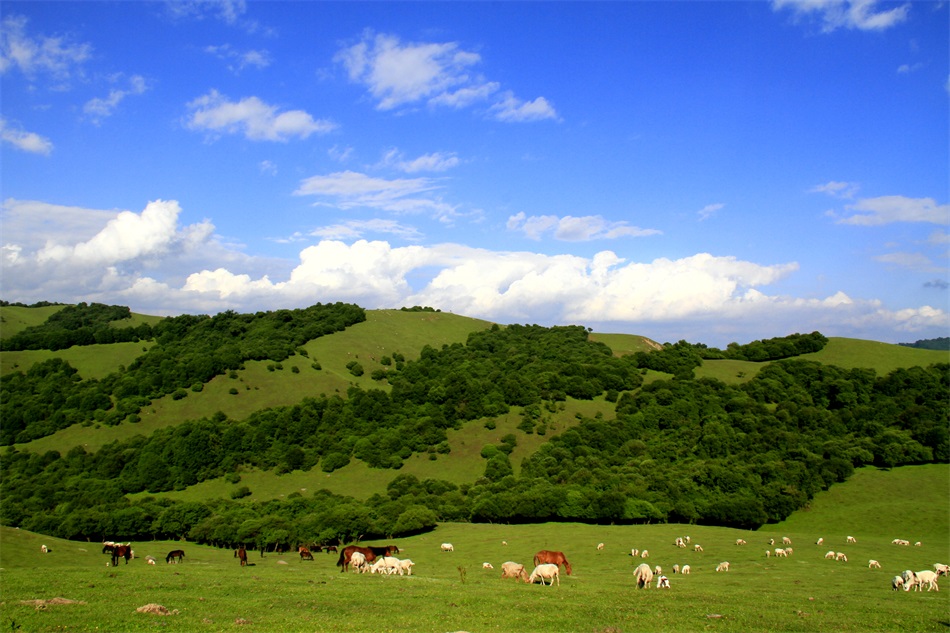 关山牧场.jpg