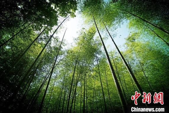 云栖竹径。西湖景区供图 云栖竹径。西湖景区供图