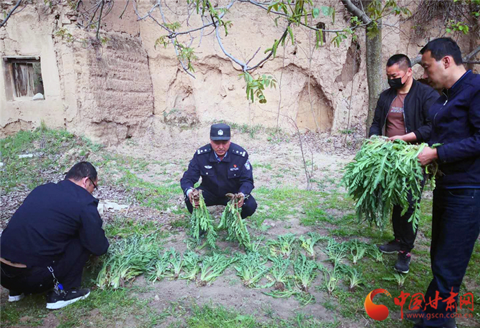 【平安甘肃】天水甘谷警方查处一起非法种植罂粟案（图）