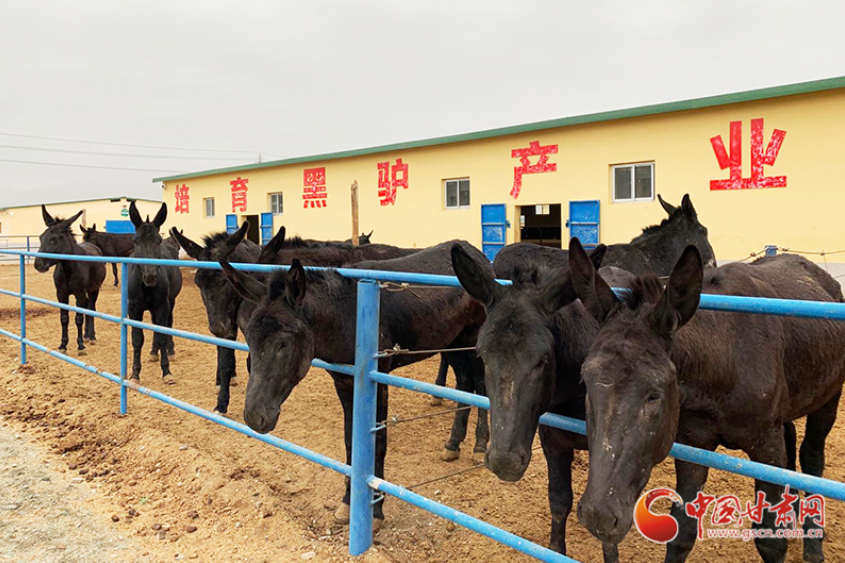 白银市平川区：黑毛驴“驮”起农民致富梦