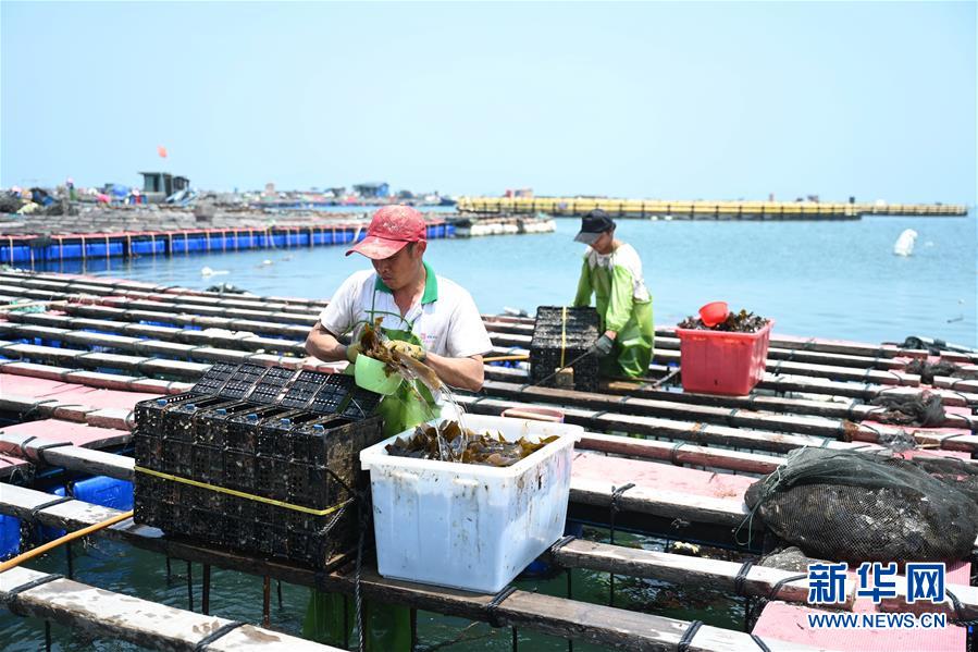 （经济）（3）福建连江出台措施促进鲍鱼产业转型升级