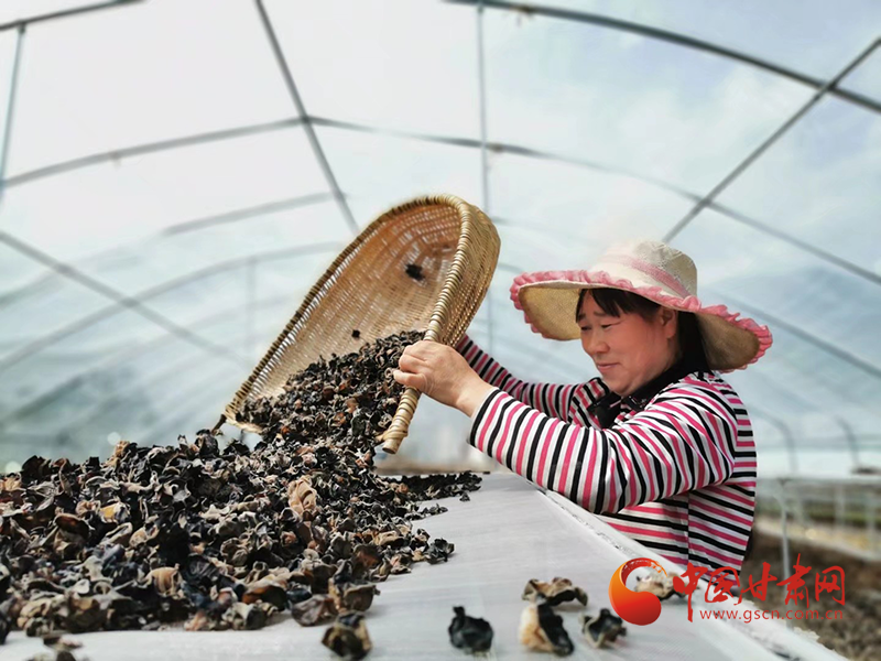 康县：木耳菌袋结出脱贫致富的“幸福花”