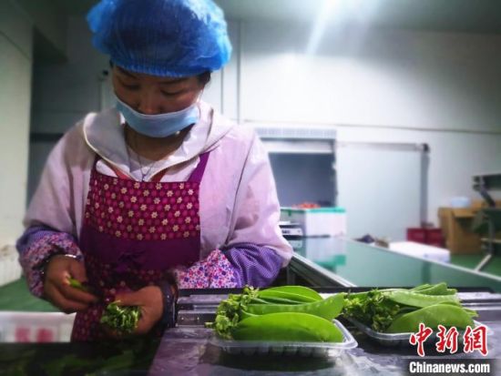 图为5月上旬，甘肃榆中的工人对高原夏菜根据品相进行分类。　史静静 摄
