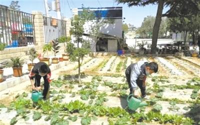 兰州五星坪小学：校园“开心农场” 体验种植快乐