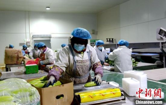 图为榆中扶贫车间的工人分拣高原夏菜。 赵江梅 摄 图为榆中扶贫车间的工人分拣高原夏菜。 赵江梅 摄