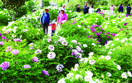 牡丹花簇香万里 多彩河州景千重——临夏市旅游经济发展纪实(图4)