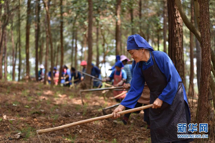 #（脱贫攻坚）（1）贵州丹寨：利用山林闲地助农增收致富 