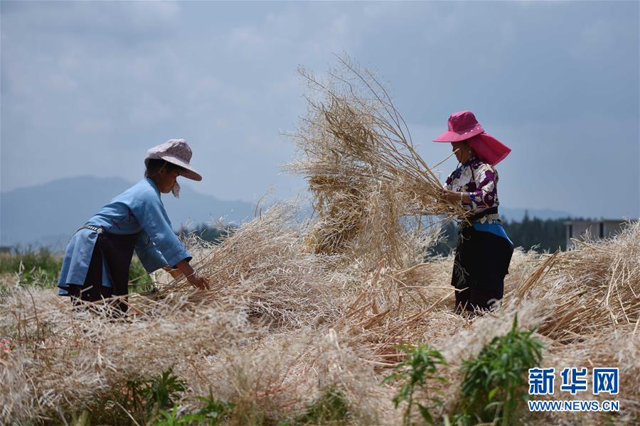 #（脱贫攻坚）（5）贵州丹寨：利用山林闲地助农增收致富 