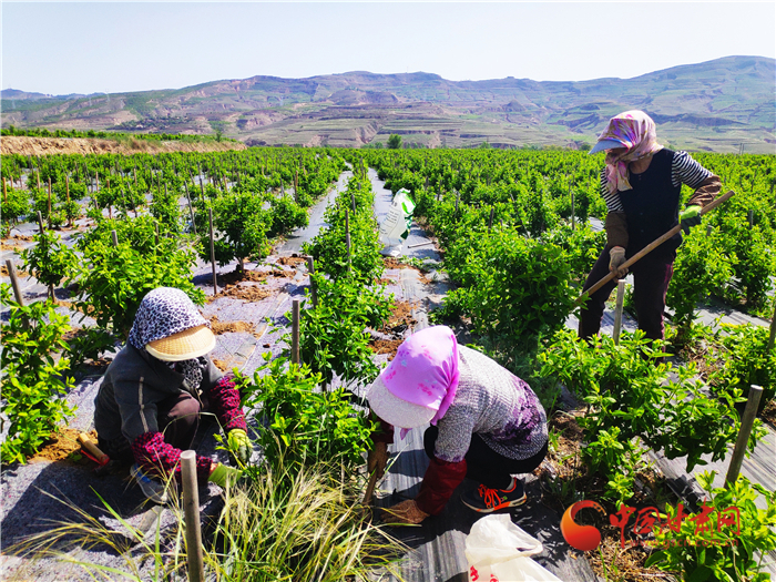 定西通渭：金银花开产业来