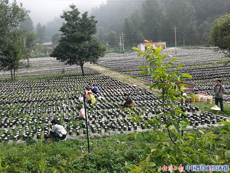 康县碾坝镇寺底下村地栽木耳示范基地。(夏一寒摄) 康县碾坝镇寺底下村地栽木耳示范基地。(夏一寒摄)
