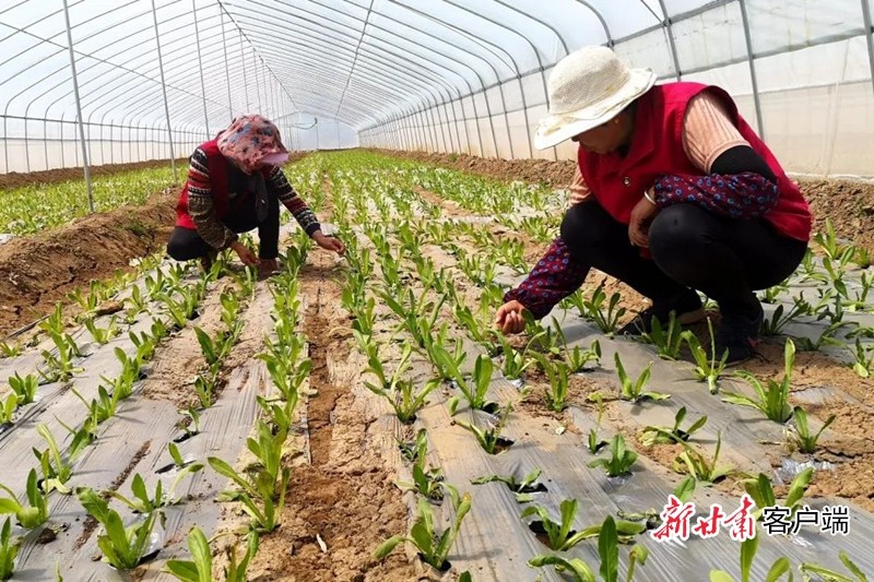 《无极平台网站_【贯彻落实习近平总书记参加甘肃代表团审议时的重要讲话精神系列报道之一】坚定信心不动摇——甘肃省干部群众以昂扬的斗志打赢打好脱贫攻坚战》