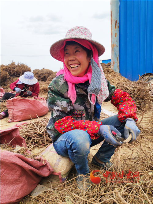 【甘肃省决战决胜脱贫攻坚】榆中北山旱地山区群众依托中药材拓宽致富路