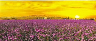 兰州越国农场：百亩紫色花海的浪漫邂逅