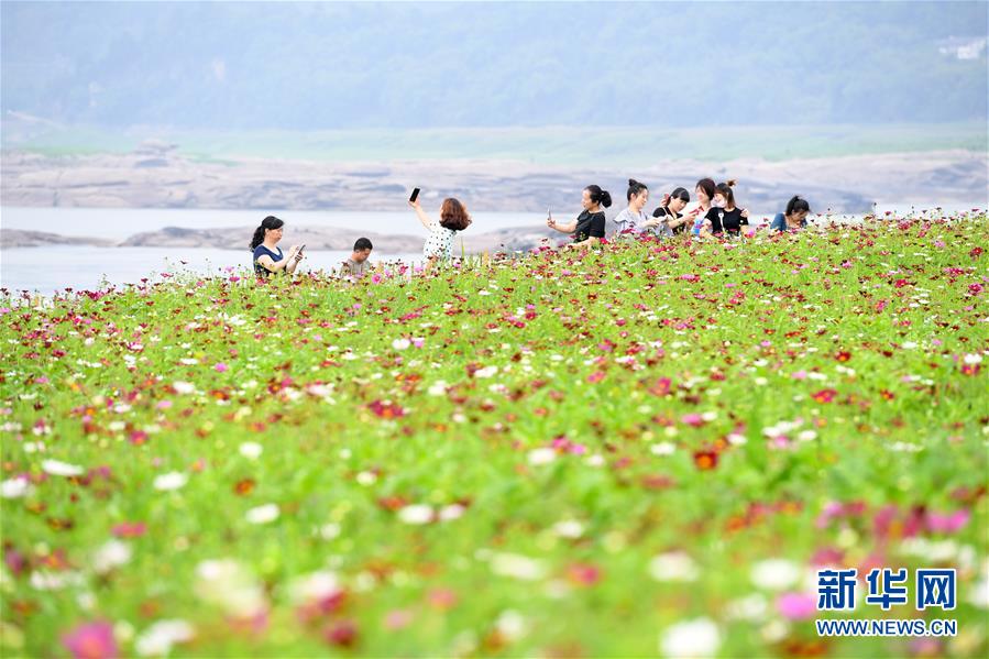 （春季美丽生态）（2）重庆：格桑花开长江畔