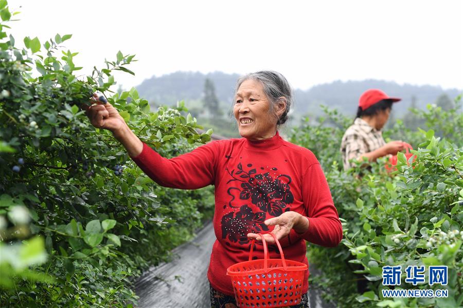 （社会）（1）蓝莓产业助农增收