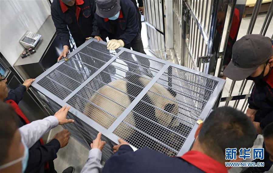 （社会）（3）大熊猫安家辽宁鞍山