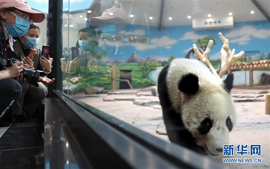 （社会）（5）大熊猫安家辽宁鞍山