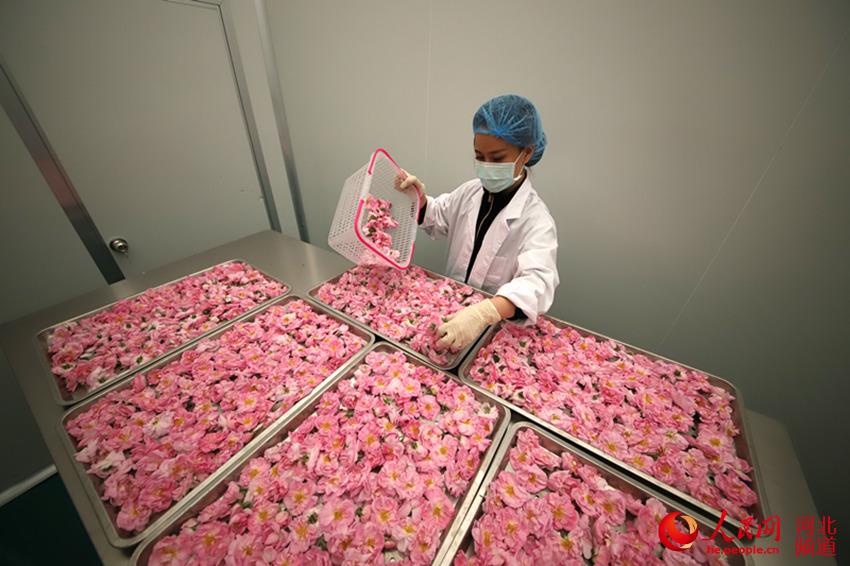 河北省石家庄市井陉县小作村格林海瑟庄园的200亩玫瑰花竞相开放,花农整理、分拣玫瑰花。 王保龙摄