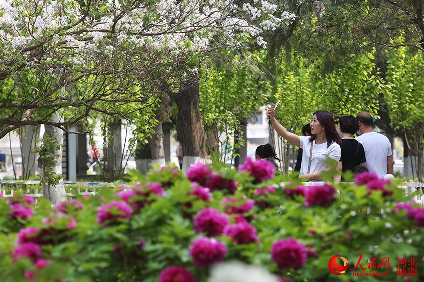 初夏时节，河北省张家口市人民公园内的各色牡丹竞相开放。 马佳琦摄