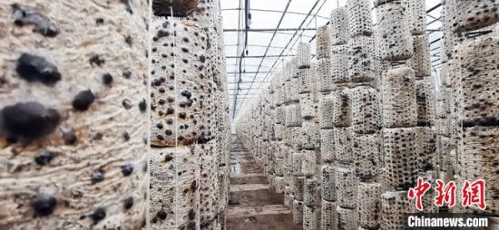 图为漳县食用菌产业园菌棒。 魏建军 摄 图为漳县食用菌产业园菌棒。 魏建军 摄