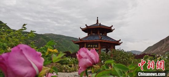 五月中旬,漳县贵清山植物园。 魏建军 摄 五月中旬,漳县贵清山植物园。 魏建军 摄