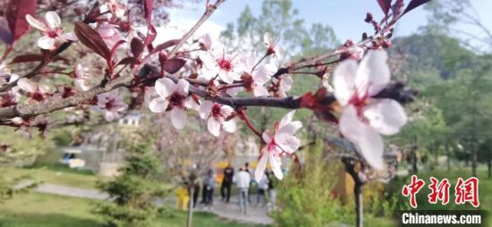 图为游客赏花。 魏建军 摄 图为游客赏花。 魏建军 摄