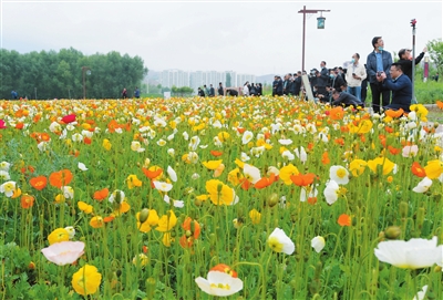 刘家峡镇黄河花堤游客赏花游玩