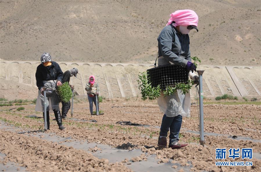 （经济）（2）巴彦淖尔：高效农业促增收