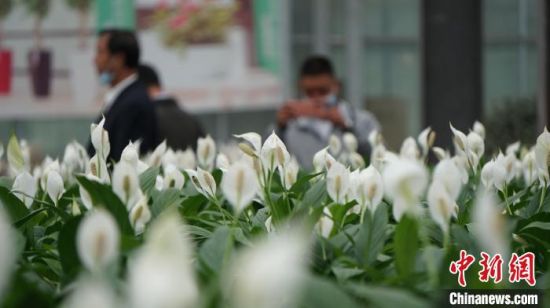 图为游客观赏花卉。 魏建军 摄 图为游客观赏花卉。 魏建军 摄