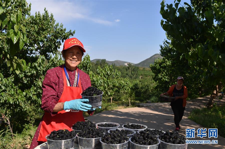 （乡村振兴·图文互动）（1）山路尽头桑葚香