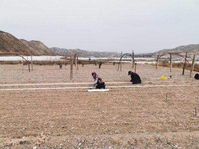 撂荒地变“聚宝盆” 皋兰县水阜镇破解荒地复耕难题助农民增收