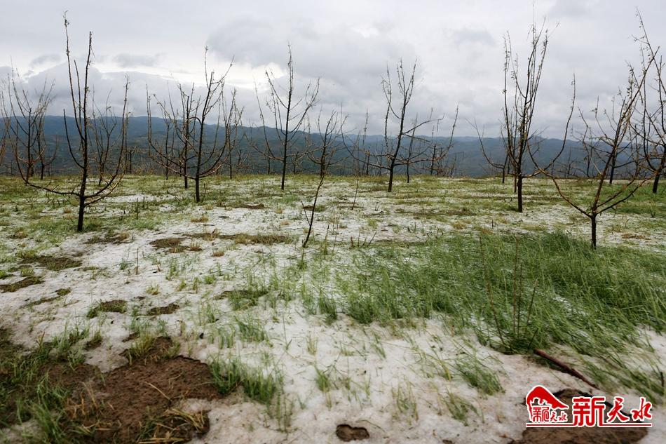 王锐在秦州区调研雹灾情况 现场指导抗灾救灾工作