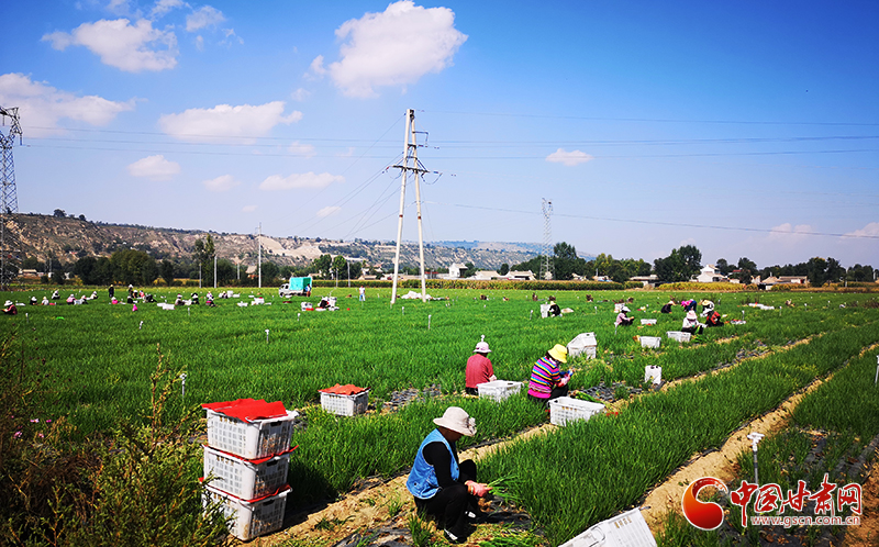 【甘肃省决战决胜脱贫攻坚】临夏县新集镇：培育壮大特色种植业 夯实脱贫攻坚基础（图）