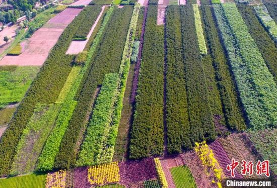 庆阳市苗木产业使农户致了富，也染绿了黄土塬。　高展 摄