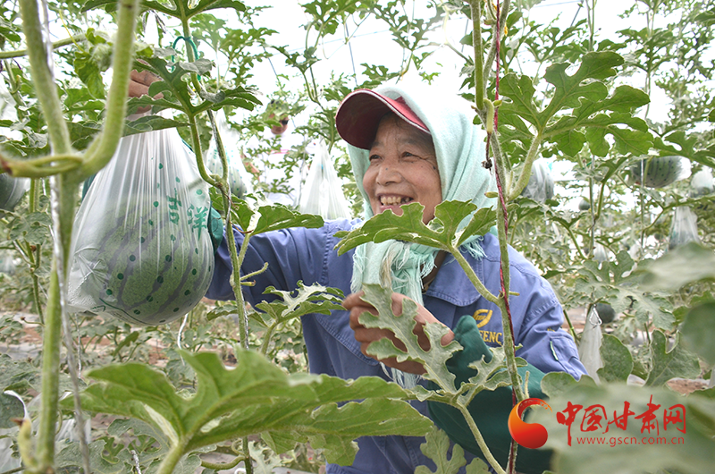 肃州区：大棚西瓜上市瓜农乐了