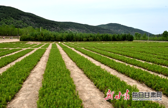 【甘肃生态环保媒体行】华池县大凤川林场：苗木繁育鼓起山区群众钱袋子