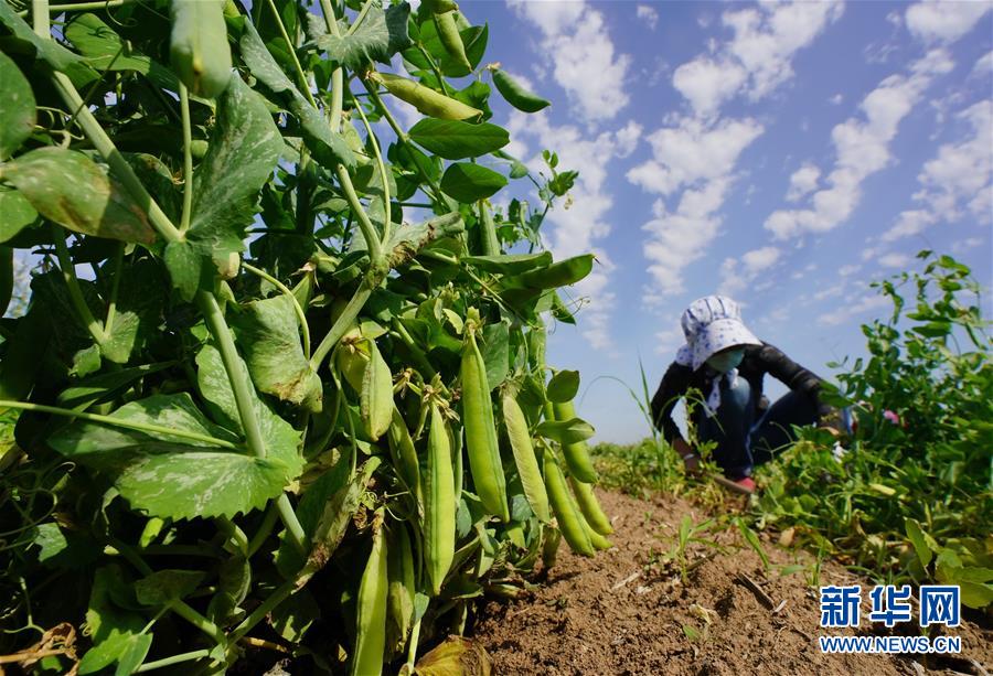 （经济）（3）河北滦南：豌豆种植促增收
