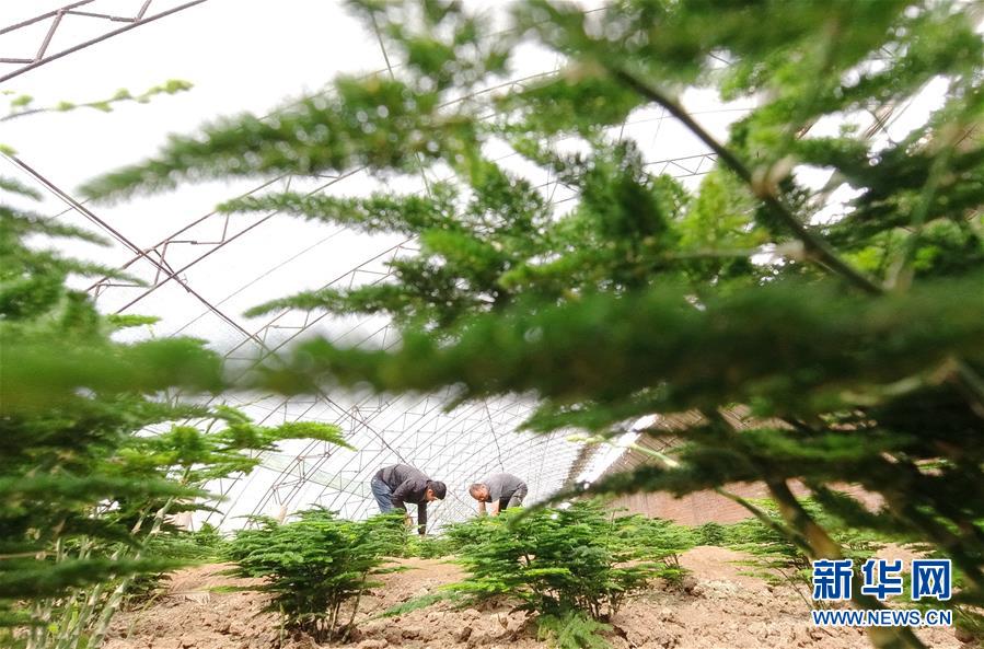 （经济）（2）河北唐山：特色种植助农增收